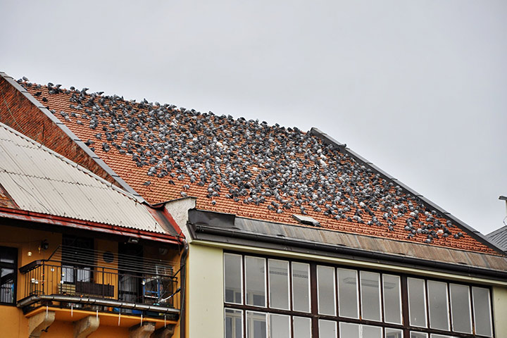 A2B Pest Control are able to install spikes to deter birds from roofs in Stony Stratford. 