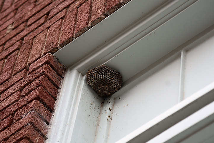 We provide a wasp nest removal service for domestic and commercial properties in Stony Stratford.
